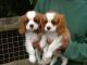 Cavalier King Charles Spaniel Puppies for sale in Huntsville, AL, USA. price: NA