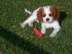 Cavalier King Charles Spaniel Puppies for sale in St Pete Beach, FL, USA. price: NA