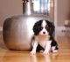 Cavalier King Charles Spaniel Puppies for sale in Aptos, CA 95003, USA. price: NA