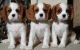 Cavalier King Charles Spaniel Puppies for sale in Pittsburgh, PA, USA. price: NA