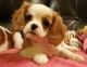 Cavalier King Charles Spaniel Puppies for sale in Ducor, CA 93218, USA. price: NA