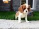 Cavalier King Charles Spaniel Puppies for sale in St Pete Beach, FL, USA. price: NA