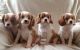 Cavalier King Charles Spaniel Puppies for sale in Birmingham, AL, USA. price: NA