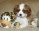 Cavalier King Charles Spaniel Puppies for sale in Baywood-Los Osos, CA 93402, USA. price: NA