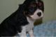 Cavalier King Charles Spaniel Puppies for sale in Milwaukee, WI, USA. price: NA