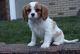 Cavalier King Charles Spaniel Puppies for sale in Vancouver, BC, Canada. price: NA