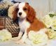 Cavalier King Charles Spaniel Puppies for sale in Pueblo, CO, USA. price: NA