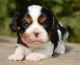 Cavalier King Charles Spaniel Puppies for sale in Sioux Falls, SD, USA. price: $1,800