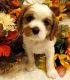 Cavalier King Charles Spaniel Puppies for sale in Santa Maria, CA, USA. price: NA