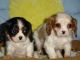 Cavalier King Charles Spaniel Puppies for sale in MN-7, Minnesota, USA. price: NA