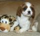Cavalier King Charles Spaniel Puppies for sale in Ballston Center, Ballston, NY 12019, USA. price: $600