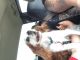 Cavalier King Charles Spaniel Puppies for sale in Croswell, MI 48422, USA. price: NA