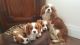 Cavalier King Charles Spaniel Puppies for sale in Fremont County, WY, USA. price: NA