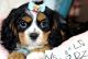Cavalier King Charles Spaniel Puppies for sale in 4001 N Federal Hwy, Fort Lauderdale, FL 33334, USA. price: NA