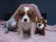 Cavalier King Charles Spaniel Puppies for sale in Largo, FL, USA. price: NA