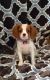 Cavalier King Charles Spaniel Puppies for sale in Naples, FL 34116, USA. price: NA