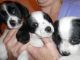 Cavalier King Charles Spaniel Puppies for sale in Atlantic Beach, NC, USA. price: NA