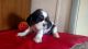 Cavalier King Charles Spaniel Puppies for sale in 132 Renard Dr, Nickelsville, VA 24271, USA. price: NA