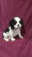 Cavalier King Charles Spaniel Puppies for sale in Dalton, OH 44618, USA. price: NA