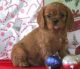 Cavalier King Charles Spaniel Puppies for sale in Washington Ave, Cleveland, OH 44113, USA. price: NA