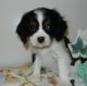 Cavalier King Charles Spaniel Puppies for sale in Banner Elk, NC 28604, USA. price: $400