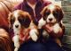 Cavalier King Charles Spaniel Puppies for sale in Washington, DC, USA. price: $475