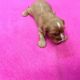 Cavalier King Charles Spaniel Puppies for sale in W Leonard Rd, Leonard, MI 48367, USA. price: $600
