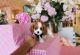 Cavalier King Charles Spaniel Puppies for sale in Fort Lauderdale, FL, USA. price: NA