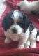 Cavalier King Charles Spaniel Puppies for sale in Cashmere, WA 98815, USA. price: NA