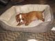 Cavalier King Charles Spaniel Puppies for sale in Munfordville, KY 42765, USA. price: NA
