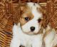Cavalier King Charles Spaniel Puppies for sale in Mountain View, CA, USA. price: $200