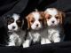 Cavalier King Charles Spaniel Puppies for sale in Sacramento, CA, USA. price: $400