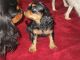Cavalier King Charles Spaniel Puppies for sale in Douglas, MA 01516, USA. price: NA