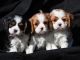 Cavalier King Charles Spaniel Puppies for sale in Idaho Falls, ID, USA. price: NA