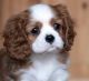 Cavalier King Charles Spaniel Puppies for sale in Waco, TX, USA. price: NA