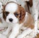 Cavalier King Charles Spaniel Puppies for sale in Cambridge, MA, USA. price: $650
