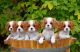 Cavalier King Charles Spaniel Puppies for sale in Dallas, TX 75270, USA. price: NA