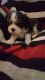Cavalier King Charles Spaniel Puppies for sale in Struthers, OH, USA. price: NA