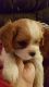Cavalier King Charles Spaniel Puppies for sale in Struthers, OH, USA. price: NA