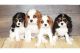 Cavalier King Charles Spaniel Puppies for sale in Milwaukee, WI, USA. price: NA