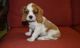 Cavalier King Charles Spaniel Puppies for sale in Decatur, IL, USA. price: NA