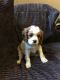 Cavalier King Charles Spaniel Puppies for sale in Marietta, GA, USA. price: NA