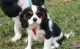 Cavalier King Charles Spaniel Puppies for sale in Spartanburg School District 03, SC, USA. price: NA