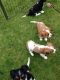 Cavalier King Charles Spaniel Puppies for sale in Anchorage, AK, USA. price: $550