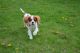 Cavalier King Charles Spaniel Puppies for sale in Canton, OH, USA. price: NA