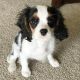 Cavalier King Charles Spaniel Puppies for sale in Texas Ave, Houston, TX, USA. price: NA