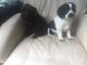 Cavalier King Charles Spaniel Puppies for sale in Massachusetts Ave, Cambridge, MA, USA. price: $500