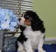 Cavalier King Charles Spaniel Puppies for sale in TX-121, Blue Ridge, TX 75424, USA. price: NA