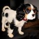 Cavalier King Charles Spaniel Puppies for sale in Austin St, Queens, NY, USA. price: NA