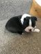 Cavalier King Charles Spaniel Puppies for sale in FL-436, Casselberry, FL, USA. price: NA